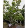 ACER japonicum VITIFOLIUM (Érable du Japon) En pot de 35-50 litres forme buisson hauteur 125-150 cm