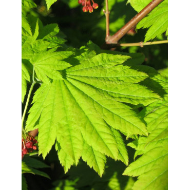 ACER japonicum VITIFOLIUM (Érable du Japon)