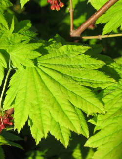 erable-du-japon-a-feuilles-daconit-acer-japonicum-aconitifolium-1.jpg