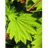 ACER japonicum VITIFOLIUM (Érable du Japon)