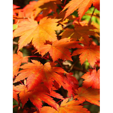 ACER japonicum VITIFOLIUM (Érable du Japon)