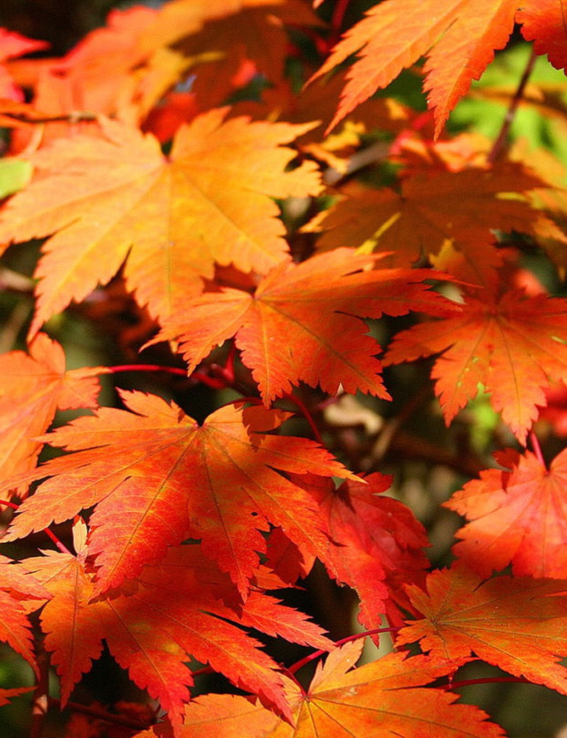 ACER japonicum VITIFOLIUM ACER japonicum VITIFOLIUM