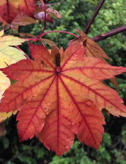 erable-du-japon-a-feuilles-daconit-acer-japonicum-aconitifolium-2.jpg