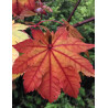 ACER japonicum VITIFOLIUM (Érable du Japon)