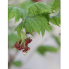 ACER japonicum VITIFOLIUM (Érable du Japon)