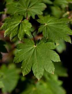 erable-du-japon-a-feuilles-daconit-acer-japonicum-aconitifolium-3.jpg