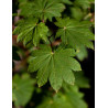 ACER japonicum VITIFOLIUM (Érable du Japon)