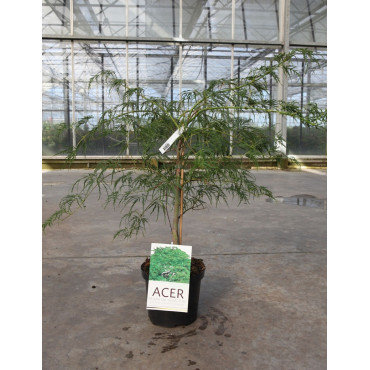 ACER palmatum DISSECTUM En pot de 4-5 litres buisson hauteur 030-040 cm