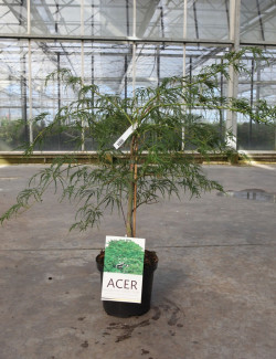 erable-du-japon-a-feuillage-decoupe-dissectum-acer-palmatum-dissectum-4.jpg