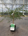 erable-du-japon-a-feuillage-decoupe-dissectum-acer-palmatum-dissectum-4.jpg