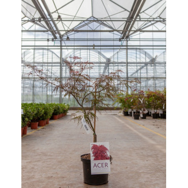 ACER palmatum DISSECTUM GARNET En pot de 4-5 litres buisson hauteur 030-040 cm