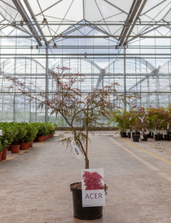 erable-du-japon-a-feuillage-decoupe-rouge-garnet-acer-palmatum-dissectum-garnet-6.jpg
