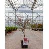ACER palmatum DISSECTUM GARNET En pot de 4-5 litres buisson hauteur 030-040 cm