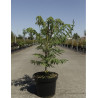 RHUS typhina DISSECTA (Sumac de Virginie) En pot de 4-5 litres forme buisson