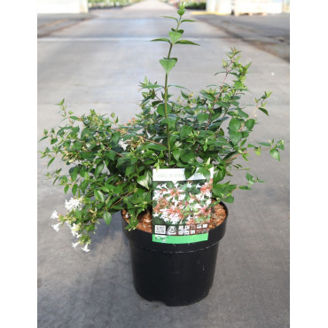 ABELIA grandiflora En pot de 3-4 litres buisson hauteur 020-030 cm