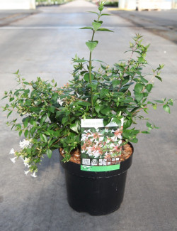 ABELIA grandiflora En pot de 3-4 litres buisson hauteur 020-030 cm