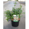 ABELIA grandiflora En pot de 3-4 litres buisson hauteur 020-030 cm