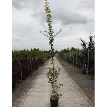 ACER ELSRIJK En pot de 12-15 litres baliveau hauteur 150-175 cm