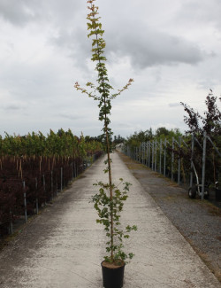 ACER ELSRIJK En pot de 12-15 litres baliveau hauteur 150-175 cm