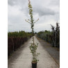 ACER ELSRIJK En pot de 12-15 litres baliveau hauteur 150-175 cm