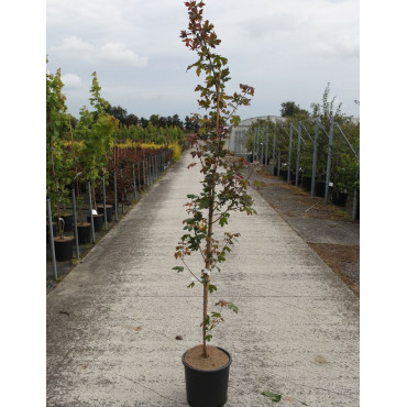ACER RED SHINE En pot de 12-15 litres baliveau hauteur 150-175 cm