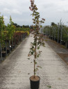 erable-champetre-red-shine-acer-campestre-red-shine-4.jpg