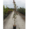 ACER RED SHINE En pot de 12-15 litres baliveau hauteur 150-175 cm