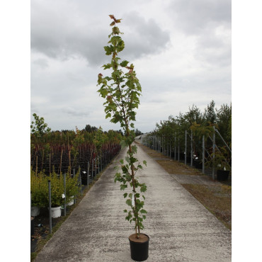 ACER WILLIAM CALDWELL En pot de 12-15 litres baliveau hauteur 150-175 cm
