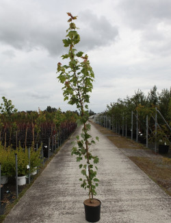 erable-champetre-william-caldwell-acer-campestre-william-caldwell-2.jpg