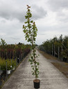 erable-champetre-william-caldwell-acer-campestre-william-caldwell-2.jpg