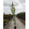 ACER WILLIAM CALDWELL En pot de 12-15 litres baliveau hauteur 150-175 cm