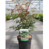 ACER palmatum En pot de 3-4 litres buisson hauteur 040-060 cm