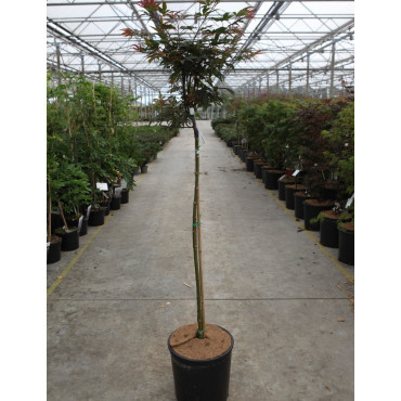 ACER palmatum SHAINA En pot de 15-20 litres tige hauteur du tronc 090-110 cm