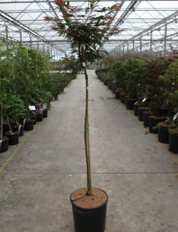 erable-du-japon-nain-pourpre-shaina-acer-palmatum-shaina-6.jpg