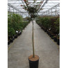 ACER palmatum SHAINA (Érable du Japon) En pot de 12-15 litres forme tige hauteur du tronc 090-110 cm