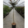 ACER palmatum SHAINA En pot de 15-20 litres tige hauteur du tronc 090-110 cm