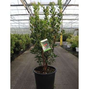 ARBUTUS unedo RUBRA (Arbousier, arbre aux fraises) En pot de 25-30 litres forme buisson hauteur 080-100 cm