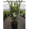 ARBUTUS unedo RUBRA (Arbousier, arbre aux fraises) En pot de 25-30 litres forme buisson hauteur 080-100 cm