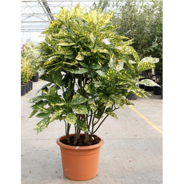 AUCUBA japonica CROTONIFOLIA (Aucuba à feuilles de croton) En pot de 15-20 litres forme buisson hauteur 080-100 cm