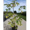BROUSSONETIA papyrifera En pot de 15-20 litres buisson hauteur 080-100 cm