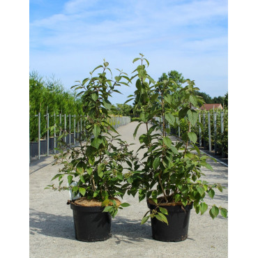 CALLICARPA bodinieri PROFUSION (Arbuste aux bonbons) En pot de 10-12 litres forme buisson hauteur 060-080 cm