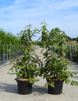 CALLICARPA bodinieri PROFUSION En pot de 10-12 litres buisson hauteur 060-080 cm