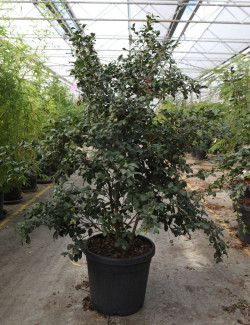 CAMELLIA sasanqua ROUGE En pot de 35-50 litres
