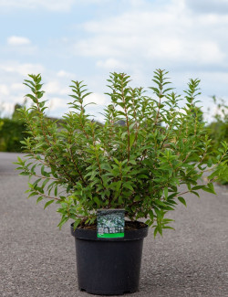 DEUTZIA gracilis En pot de 10-12 litres buisson hauteur 060-080 cm