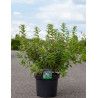 DEUTZIA gracilis (Deutzia) En pot de 10-12 litres forme buisson