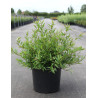 DEUTZIA gracilis NIKKO (Deutzia) En pot de 10-12 litres forme buisson