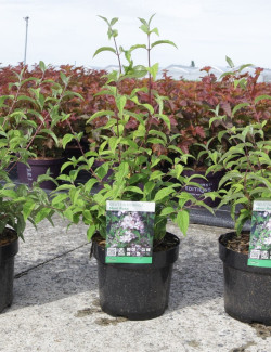 DEUTZIA hybrida MONT ROSE En pot de 4-5 litres buisson hauteur 060-080 cm