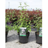 DEUTZIA hybrida MONT ROSE (Deutzia) En pot de 4-5 litres forme buisson