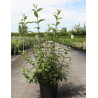 DEUTZIA hybrida MONT ROSE (Deutzia) En pot de 10-12 litres forme buisson