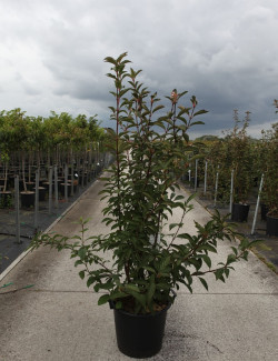 VIBURNUM bodnantense CHARLES LAMONT En pot de 30-35 litres